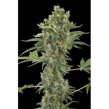 Moby dick Autoflowering